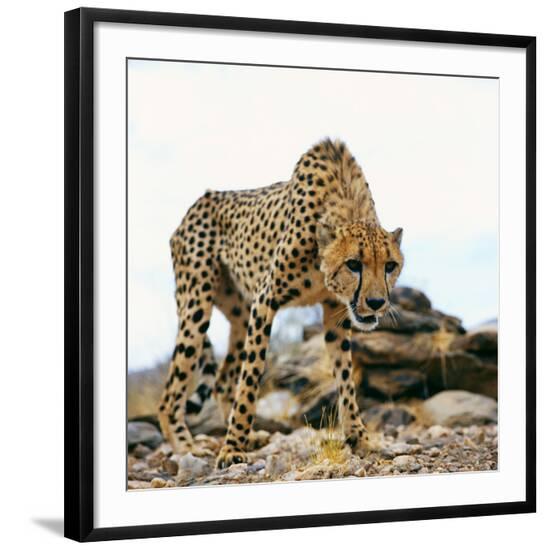 Premium Photographic Print, , large