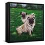 Giacomo and Luca-Bruce Dumas-Framed Stretched Canvas