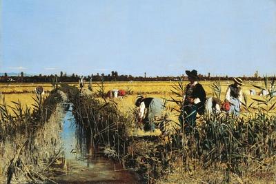 Harvesting Rice in Low Lands of Verona, 1877