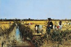 Harvesting Rice in Lowlands of Verona, 1878-Giacomo Favretto-Giclee Print