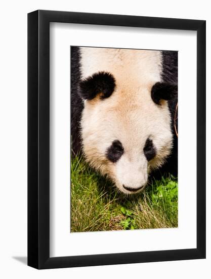 Giand Panda Bear Walking-Curioso Travel Photography-Framed Photographic Print