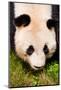 Giand Panda Bear Walking-Curioso Travel Photography-Mounted Photographic Print