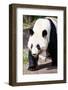 Giand Panda Bear Walking-Curioso Travel Photography-Framed Photographic Print