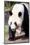 Giand Panda Bear Walking-Curioso Travel Photography-Mounted Photographic Print