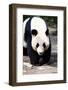 Giand Panda Bear Walking-Curioso Travel Photography-Framed Photographic Print