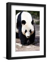 Giand Panda Bear Walking-Curioso Travel Photography-Framed Photographic Print