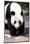 Giand Panda Bear Walking-Curioso Travel Photography-Mounted Photographic Print