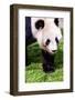 Giand Panda Bear Walking-Curioso Travel Photography-Framed Photographic Print