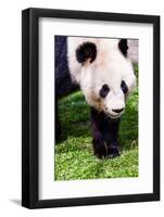 Giand Panda Bear Walking-Curioso Travel Photography-Framed Photographic Print