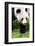 Giand Panda Bear Walking-Curioso Travel Photography-Framed Photographic Print