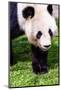 Giand Panda Bear Walking-Curioso Travel Photography-Mounted Photographic Print