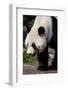 Giand Panda Bear Walking-Curioso Travel Photography-Framed Photographic Print