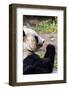 Giand Panda-Curioso Travel Photography-Framed Photographic Print