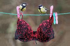 Great Tit (Parus major) adult male and female, perched on washing line with bra, England-Gianpiero Ferrari-Framed Photographic Print