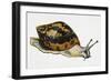 Giant African Land Snail (Achatina Achatina), Achatinidae. Artwork by Neil Lloyd-null-Framed Giclee Print