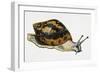 Giant African Land Snail (Achatina Achatina), Achatinidae. Artwork by Neil Lloyd-null-Framed Giclee Print