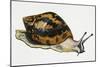 Giant African Land Snail (Achatina Achatina), Achatinidae. Artwork by Neil Lloyd-null-Mounted Giclee Print
