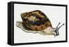 Giant African Land Snail (Achatina Achatina), Achatinidae. Artwork by Neil Lloyd-null-Framed Stretched Canvas