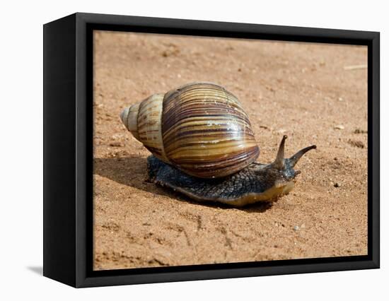 Giant African Land Snail, Tanzania-Charles Sleicher-Framed Stretched Canvas