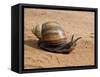 Giant African Land Snail, Tanzania-Charles Sleicher-Framed Stretched Canvas