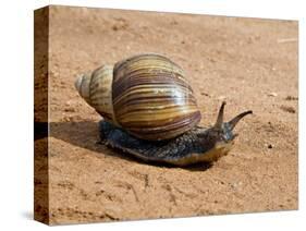 Giant African Land Snail, Tanzania-Charles Sleicher-Stretched Canvas