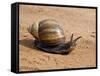 Giant African Land Snail, Tanzania-Charles Sleicher-Framed Stretched Canvas