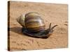 Giant African Land Snail, Tanzania-Charles Sleicher-Stretched Canvas