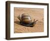 Giant African Land Snail, Tanzania-Charles Sleicher-Framed Photographic Print