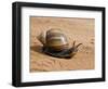 Giant African Land Snail, Tanzania-Charles Sleicher-Framed Photographic Print