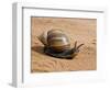 Giant African Land Snail, Tanzania-Charles Sleicher-Framed Photographic Print