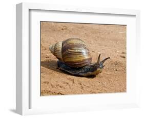 Giant African Land Snail, Tanzania-Charles Sleicher-Framed Photographic Print