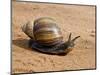 Giant African Land Snail, Tanzania-Charles Sleicher-Mounted Photographic Print