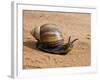 Giant African Land Snail, Tanzania-Charles Sleicher-Framed Photographic Print