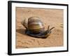 Giant African Land Snail, Tanzania-Charles Sleicher-Framed Photographic Print