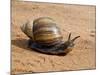 Giant African Land Snail, Tanzania-Charles Sleicher-Mounted Photographic Print