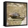 Giant African Land Snail-Alan J. S. Weaving-Framed Stretched Canvas