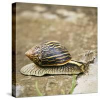 Giant African Land Snail-Alan J. S. Weaving-Stretched Canvas