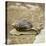 Giant African Land Snail-Alan J. S. Weaving-Stretched Canvas