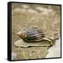 Giant African Land Snail-Alan J. S. Weaving-Framed Stretched Canvas