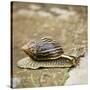 Giant African Land Snail-Alan J. S. Weaving-Stretched Canvas