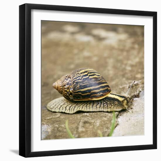 Giant African Land Snail-Alan J. S. Weaving-Framed Photographic Print