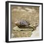 Giant African Land Snail-Alan J. S. Weaving-Framed Photographic Print