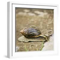 Giant African Land Snail-Alan J. S. Weaving-Framed Photographic Print