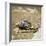 Giant African Land Snail-Alan J. S. Weaving-Framed Photographic Print