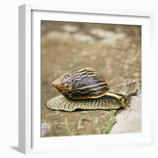 Giant African Land Snail-Alan J. S. Weaving-Framed Photographic Print