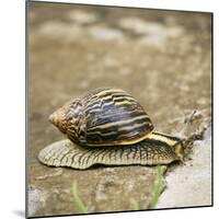 Giant African Land Snail-Alan J. S. Weaving-Mounted Photographic Print