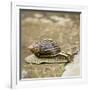 Giant African Land Snail-Alan J. S. Weaving-Framed Photographic Print