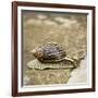 Giant African Land Snail-Alan J. S. Weaving-Framed Photographic Print