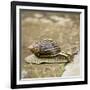 Giant African Land Snail-Alan J. S. Weaving-Framed Photographic Print