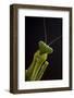 Giant African mantis (Sphodromantis viridis) portrait, captive, occurs in West Africa-Edwin Giesbers-Framed Photographic Print